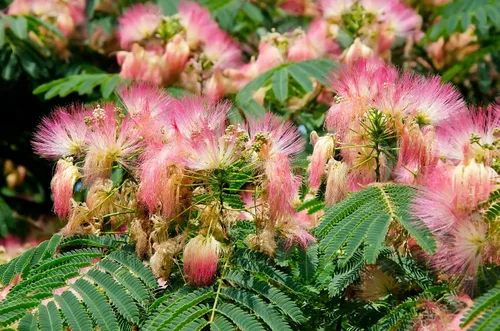 Miniatura 2 de Albizia julibrissin Rosea Árbol de Seda Persa Rosa 30 Semillas (Albizia julibrissin f. rosea)