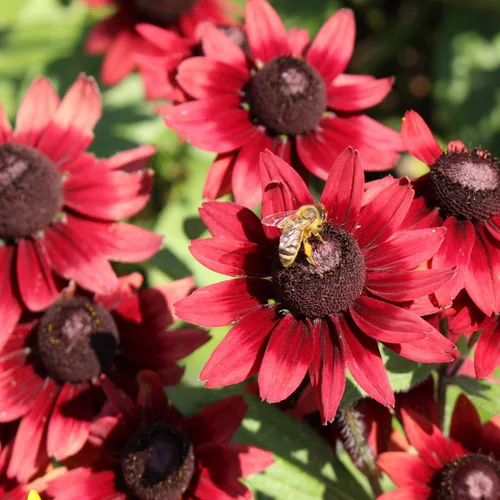 Miniatura 6 de Outsidepride Cherry Brandy Rudbeckia Seeds - 25 unidades. Semillas de flores anuales, fáciles de cultivar y auto-siembradas para plantar flores