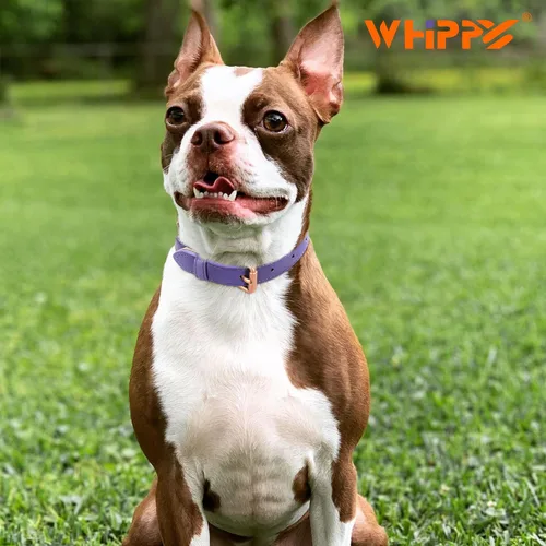 Miniatura 3 de WHIPPY Collar de cuero para perro pequeño, mediano y grande, ajustable, suave, transpirable, acolchado de cuero para cachorro con hebilla de Púrpura