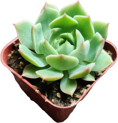 Miniatura 12 de Plantas suculentas de cactus vivos de USKC (maceta de 2 pulgadas Echeveria Blue Bird)