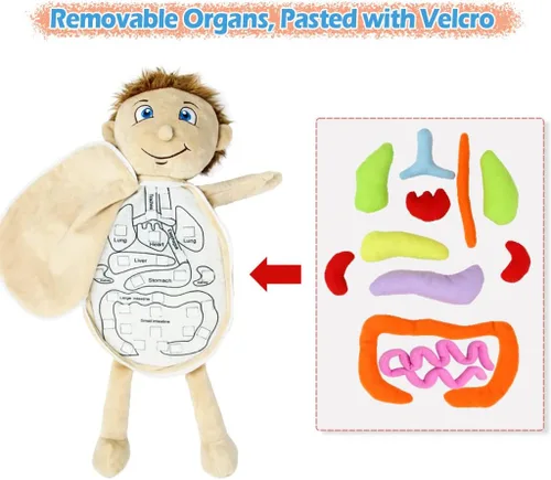 Miniatura 3 de KAKIBLIN Modelo de cuerpo humano para niños, muñeca de anatomía de felpa con órganos humanos extraíbles, muñeca de peluche educativa, kits