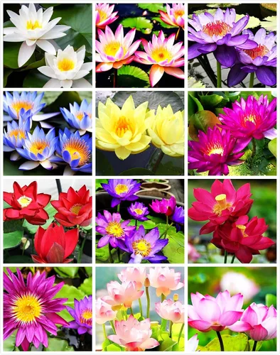 35 piezas Tazón de semillas de loto mezclado lirio de agua para plantar agua Características Bonsai Lotus Flower Interior Exterior Jardín Estanque