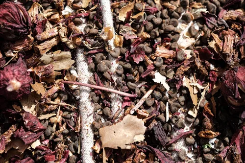 Miniatura 4 de Plant Good Seed Hibiscus sabdariffa/Jamaica/Red Roselle Semillas para plantar: Hierba culinaria y de té, cálices carnosos rojos - Paquete de 30