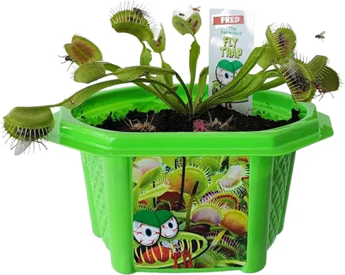Toys By Nature Venus - Juego de terrario para niños, divertido y fácil de cultivar, plantas alimentarias de insectos, kit completo de plantas