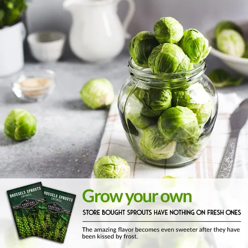 Miniatura 4 de Survival Garden Seeds - Semillas de coles de Bruselas Catskill para plantar - Paquete con instrucciones para plantar y cultivar sabrosas verduras