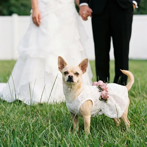 Miniatura 7 de Fitwarm Vestido de boda de lujo con encaje rosa para perro, ropa formal, XXS