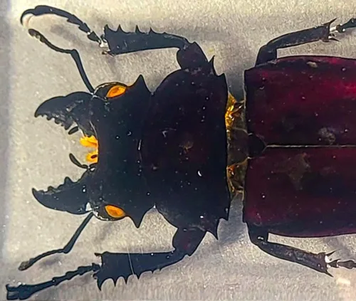 Miniatura 22 de 44mm Hormiga gigante tropical real en resina de lucita transparente cristalina, espécimen preservado Pseudoneoponera Rufipes, taxidermia