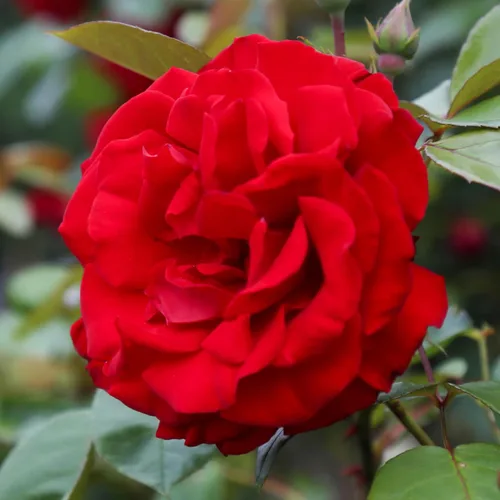 Rosas trepadoras de reliquia, planta de raíz propia viva para jardín al aire libre, Dublin Bay®, ligeramente fragantes, zonas de rusticidad 5-10,