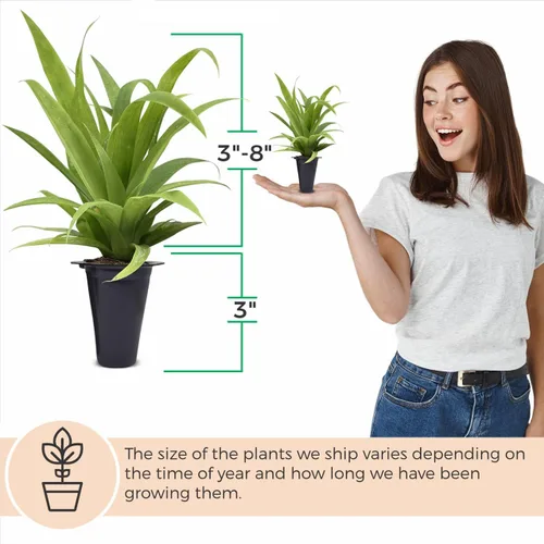 Miniatura 3 de Planta de Piña Jade Blanco (Paquete de 4) Cultiva Tu Propia Comida en Tu Jardín Orgánico Comestible Plantas Fáciles de Cultivar Planta