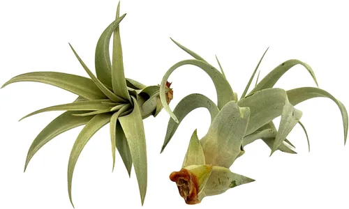 ragnaroc Air Plants - Tillandsia Xerographica Pups, grandes 4-6 pulgadas, 2 unidades, llegada en vivo garantizada, plantas de interior para