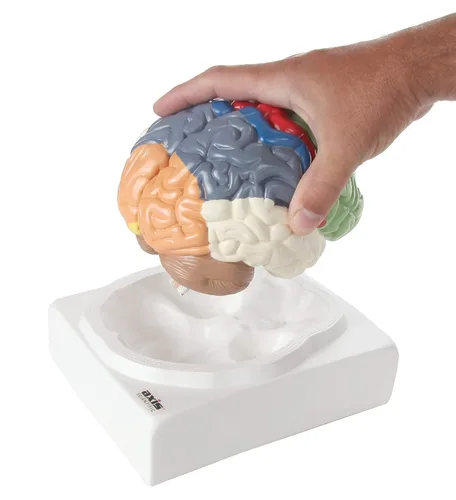 Miniatura 5 de Axis Scientific cerebro humano con regiones rotuladas, tamaño real. Incluye manual colorido del producto (idioma español no garantizado), base