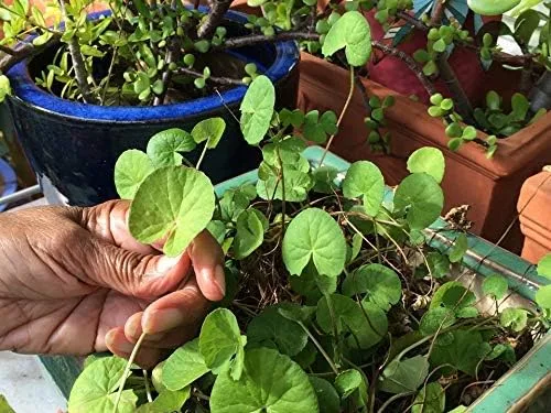 Miniatura 2 de 100 semillas de centella asiática, semillas indias de Pennywort Gotu Kola