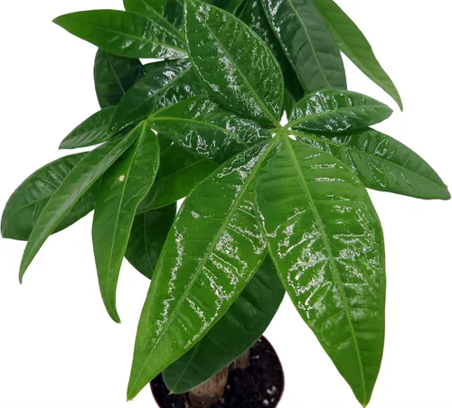 Miniatura 4 de Árbol de dinero retorcido - Pachira - Maceta de 3" - Tendencia