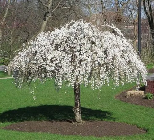 Miniatura 2 de Planta de Árbol de Flor de Cerezo Llorón, Árbol de Flor de Cerezo Vivo en Maceta de 8 a 12 Pulgadas de Alto, Plantón Perenne de Árbol de Flor