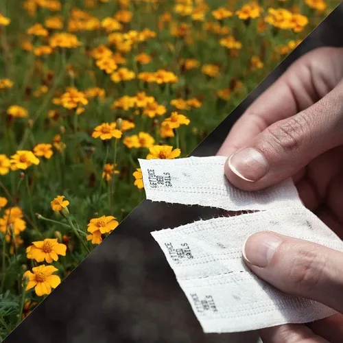 Miniatura 5 de Park Seed Sembrar cinta de semillas de colección Effortless – Mezcla de cactus gigante Zinnia 15 pies – Fácil siembra de bricolaje, flores vibrantes