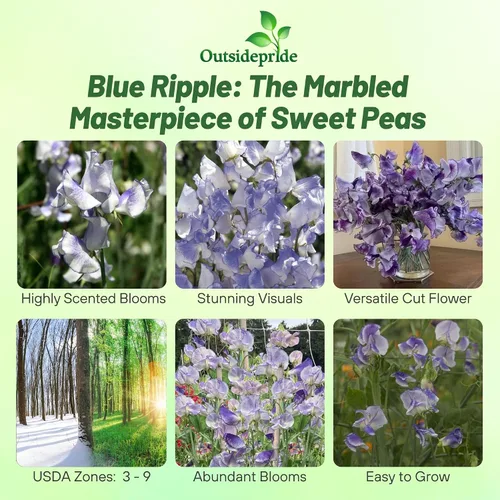 Miniatura 2 de Outsidepride Semillas de guisantes dulces bicolor Blue Ripple – 100 piezas anuales, fáciles de cultivar, semillas de vid para plantar flores