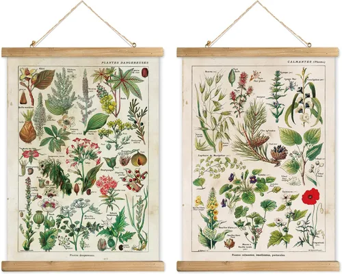 Miniatura 41 de XIAOAIKA Póster Educativo de Vida Silvestre de Seto Británico - Cuadro Ilustrado de la Naturaleza con Marco de Madera - Arte de Pared de Animales