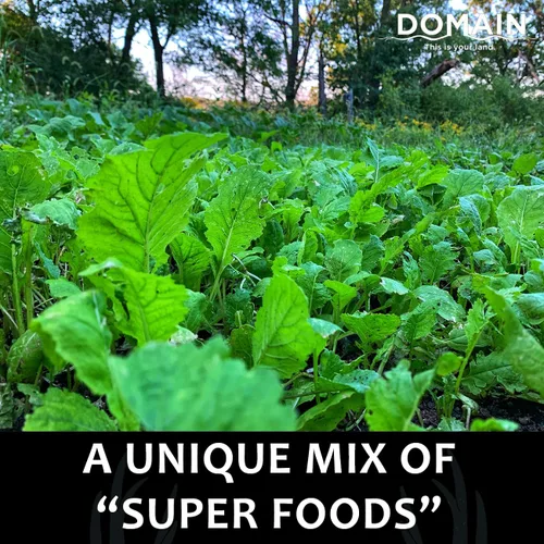 Miniatura 7 de Domain Outdoor Bombshell - Semilla de parcela de alimentos para ciervos, 1/2 acre, diseñada para manejar las condiciones más duras, establecimiento