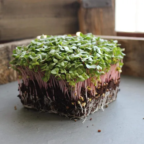 Miniatura 3 de Semillas de brotes de rábano y microgreens – Variedad de flecha roja – 1 libra – Sin OMG, reliquia – Brotes de rábano picantes de rápido crecimiento