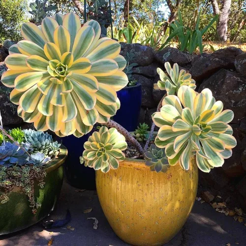 Miniatura 5 de Aeonium Planta Viva, Raras Suculentas Aeonium para Plantas de Interior en Maceta de 4 Pulgadas, Suculentas para Decoración de Oficina en Casa