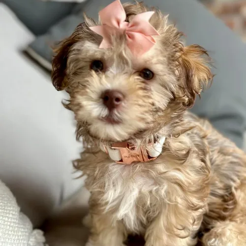 Miniatura 4 de ARING PET Collares de terciopelo para perros, collar suave rosa con flor de fieltro desmontable y hebilla metálica para perros cachorros, pequeño