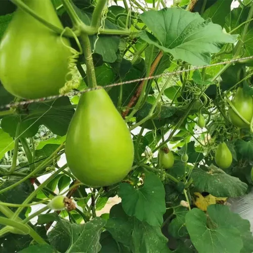 Miniatura 5 de Semillas de calabaza de botella redonda india para plantar, semillas de verduras fáciles de cultivar para el jardín del hogar, jardinería