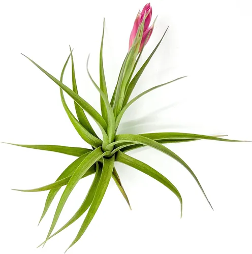 Miniatura 10 de ragnaroc Air Plants - Floración Tillandsia Bulbosa Belice, gigante de 7-9 pulgadas, 1 unidad, llegada en vivo garantizada, plantas