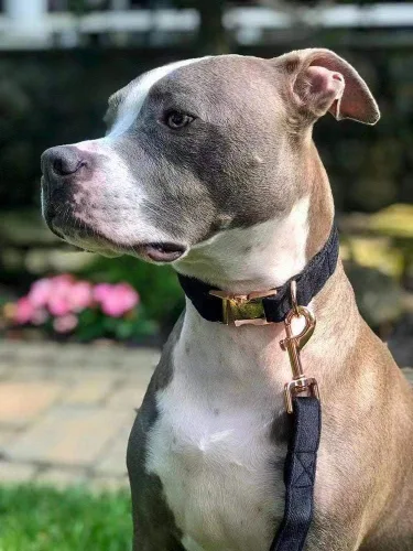 Miniatura 4 de ARING PET Collar y correa para perro, juego de collar y correa de terciopelo para perro, suave y cómodo, collares ajustables para perros