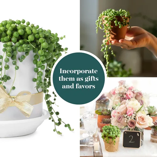 Miniatura 4 de Shop Succulents String of Pearls - Maceta suculenta de 2 pulgadas, paquete de 20