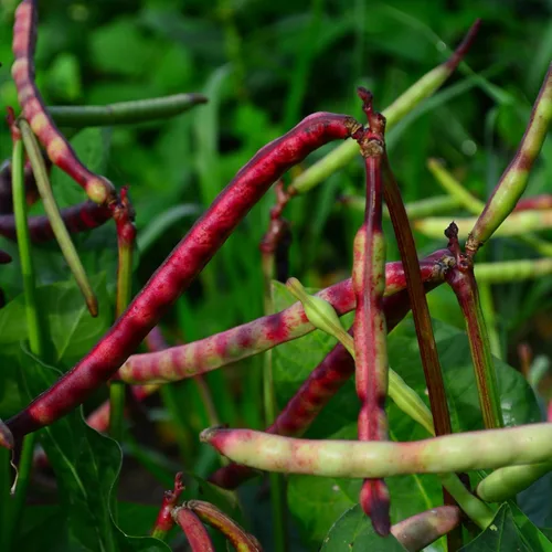Miniatura 6 de Top Pick Brown Crowder Pea/Cowpey, 50 semillas, variedad tradicional y polinizada abierta, cultivadas en Estados Unidos, semillas de vegetales sin