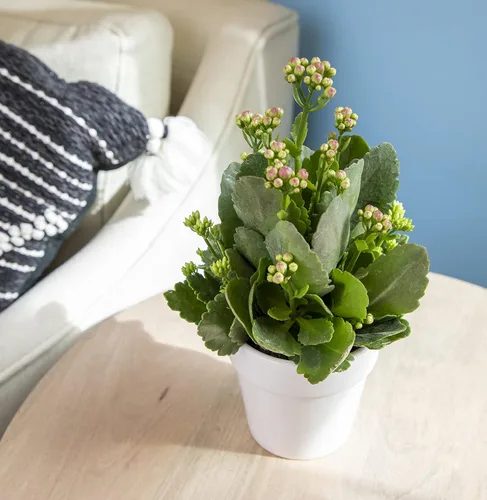 Miniatura 2 de Plants for Pets - Plantas de Kalanchoe suculentas vivas en maceta blanca, plantas suculentas vivas, plantas suculentas vivas para interiores