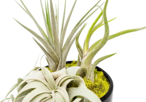 Miniatura 2 de Air Plant Shop Planta de aire grande ensamblada para jardín, al por mayor y a granel, suculentas, Tillandsia viva, plantas de interior y exterior