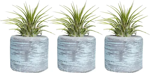 Miniatura 4 de 3 soportes decorativos para plantas de aire de barril + 3 plantas de aire Tillandsia gratis: cocina, dormitorio, baño, oficina, bodas y baby