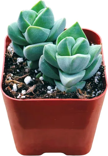 Miniatura 14 de Suculentas plantas vivas de 2 pulgadas, Planta rosario variegada, minisuculentas, plantas de interior de fácil cuidado enraizadas en mezcla