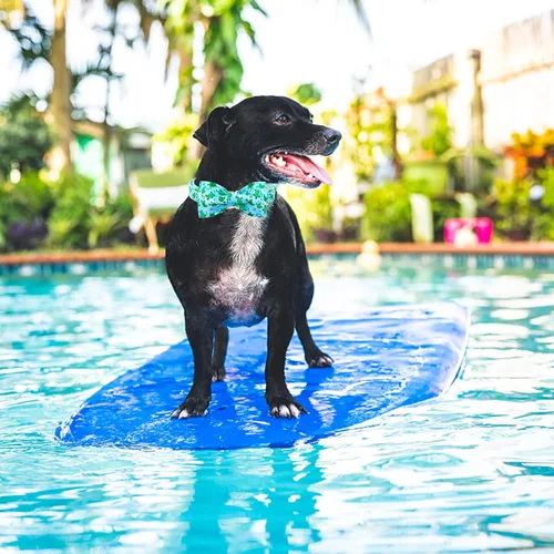 Miniatura 6 de Lionheart glory Collar de perro con lazo, collar de perro azul con lazo, collar de verano para perros pequeños o niñas, collares ajustables suaves