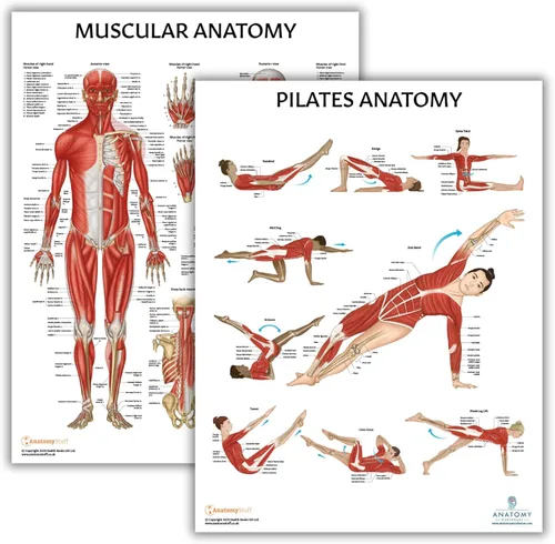 Miniatura 7 de Anatomy Lab Tabla anatómica del sistema muscular, laminado, 17.3 x 22.5 pulgadas, diagrama de los músculos, carteles médicos, póster del sistema