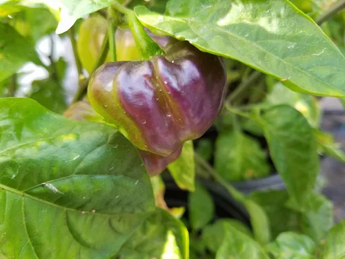 Miniatura 2 de Aji Cachucha - Semillas de pimiento salpicadas moradas, más de 10 semillas