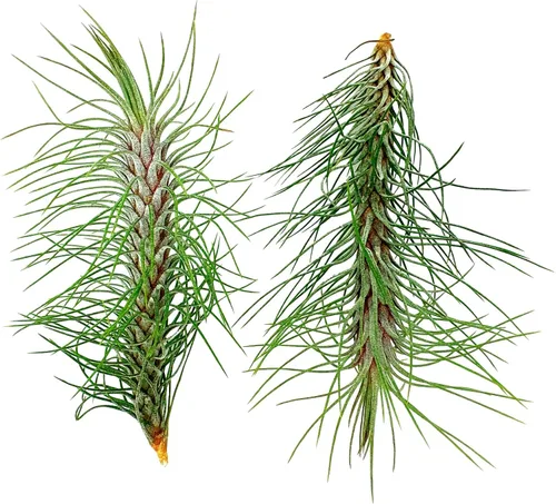 Miniatura 32 de ragnaroc Planta de Aire Viva – Tillandsia Capiput, Jumbo 6-9” - 2 unidades - Llegada Viva Garantizada - Plantas de Casa para Decoración del Hogar