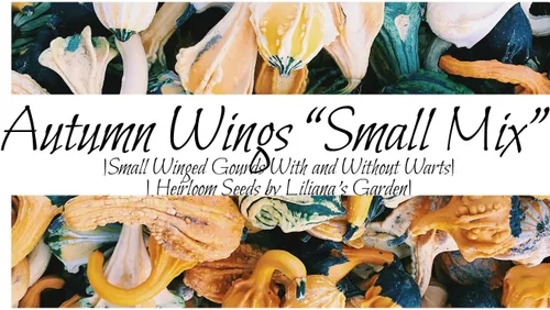Miniatura 2 de Liliana's Garden - Semillas de calabaza "Small Autumn Wings" - Mini calabaza de crecimiento rápido - Cosecha en 85 días Nunca transgénicos