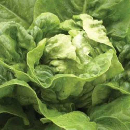 Semillas orgánicas de lechuga Little Gem, 1 onza ~ 25,000 semillas, orgánicas, reliquias, polinizadas abiertas, sin OMG, semillas de jardinería