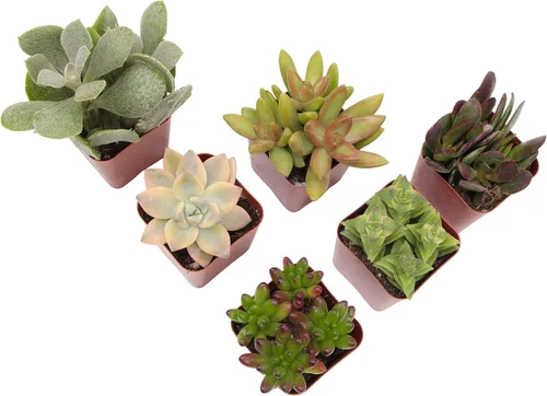 Miniatura 10 de Paquete de plantas suculentas vivas (paquete de 6), plantas suculentas reales y mini plantas para principiantes, plantas de casa vivas, mini