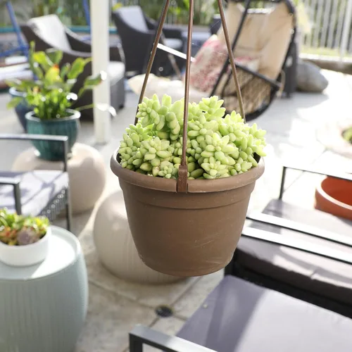 Miniatura 11 de Plants for Pets - Sedum Burrito de 6", plantas suculentas cola de burro, plantas suculentas Sedum vivas, plantas suculentas para el hogar, plantas