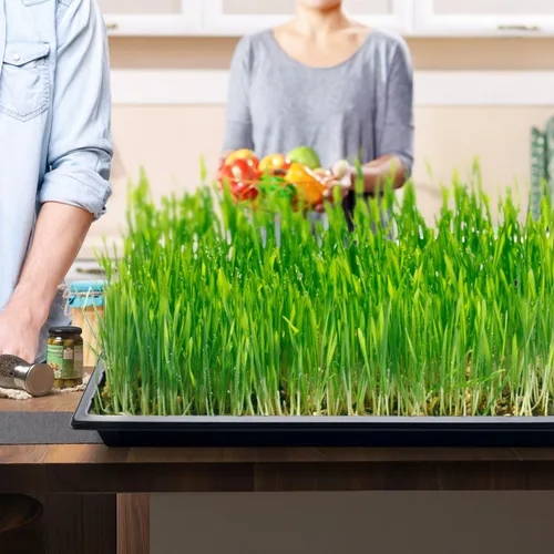 Miniatura 8 de RooTrimmer Bandejas de Cultivo, 1020 Bandejas de Vivero de Plantas de Servicio Pesado, Bandeja Plana Iniciadora de Semillas para Plántulas