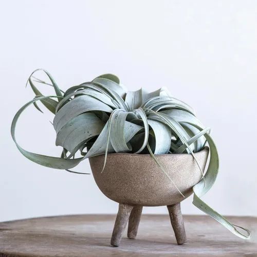 Miniatura 2 de Creative Co-Op - Maceta de terracota estilo bohemio con borde orgánico, color gris pardo mate