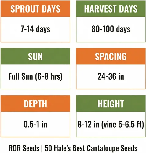 Miniatura 4 de 50 Hale's Best Cantaloupe Seeds for Planting - Sweet Aromatic Heirloom, Non-GMO, USA Grown by RDR Seeds