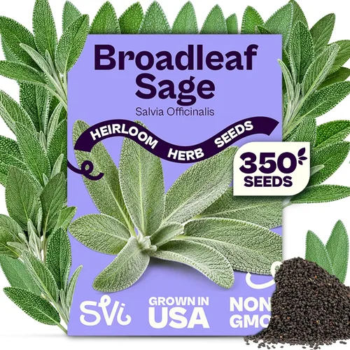 Miniatura 25 de SVI 2000 semillas de albahaca genovesa (Ocimum basilicum) - Paquetes de semillas de albahaca dulce - Semillas aromáticas de hierbas culinarias