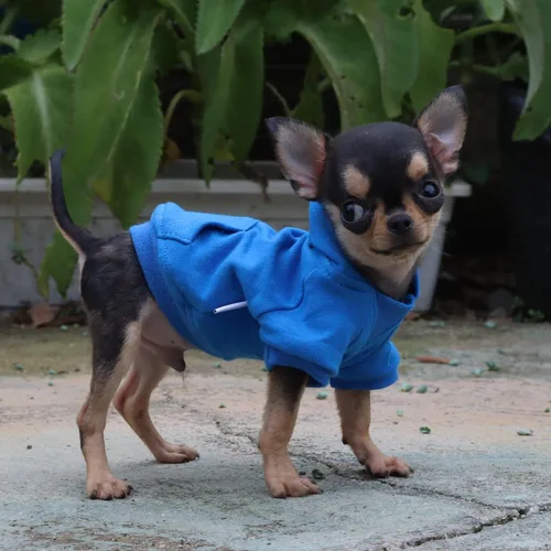 Miniatura 5 de LOPHIPETS Sudadera ligera de algodón para perros pequeños – Sudadera con capucha para chihuahuas, cachorros y razas en miniatura - Azul/XS