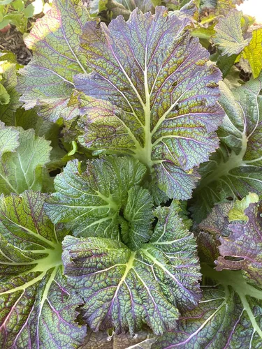 Miniatura 4 de Plant Good Seed Semillas orgánicas de mostaza de lengua de dragón – Paquete de 200, semillas tradicionales para plantar verduras – Suministros