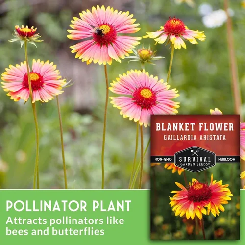 Miniatura 3 de Survival Garden Seeds - Semillas de flores para plantar - Paquete con instrucciones para plantar y cultivar Gaillardia Pulchella en el huerto de tu