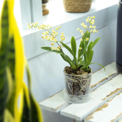 Miniatura 7 de Maceta Phoenix Vine de 3.5 pulgadas de acrílico transparente con bandeja, maceta para orquídeas con agujeros de drenaje, platillo profundo